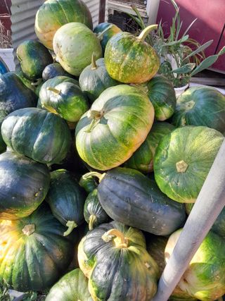 정상훈님의 오늘 어떤 농작업하셨나요? · 참여글 작성글 사진