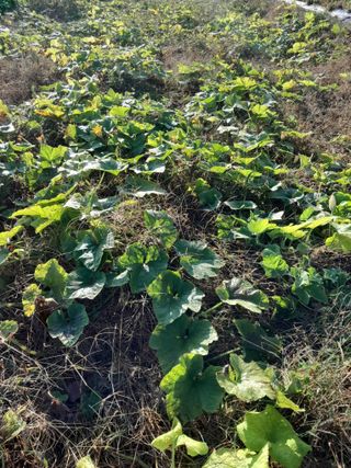 정상훈님의 오늘 어떤 농작업하셨나요? · 참여글 작성글 사진