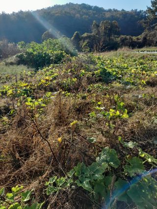 정상훈님의 오늘 어떤 농작업하셨나요? · 참여글 작성글 사진