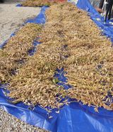 팜모닝 오늘 어떤 농작업하셨나요?·참여글 게시글 이미지