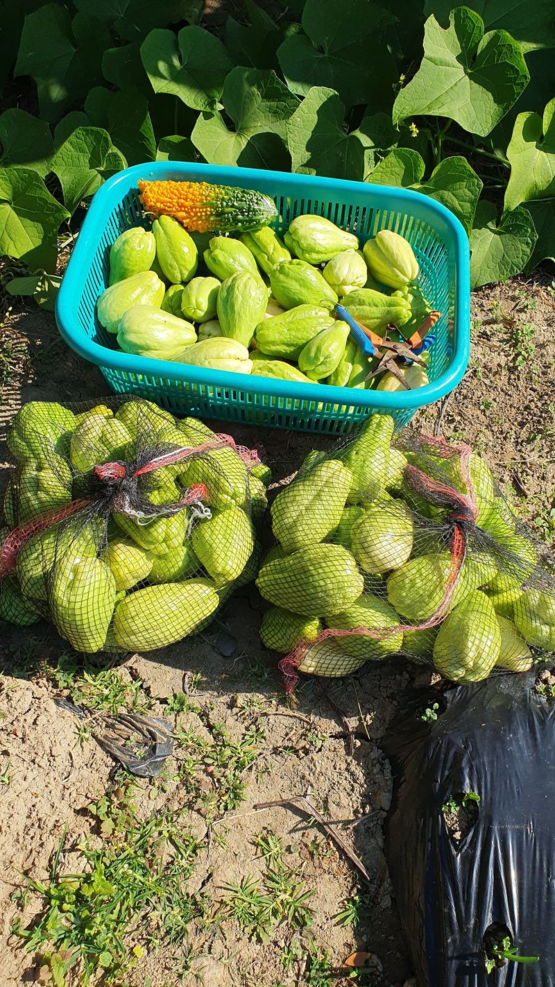 장터 상품 [차요태 10kg(판매완료)] 썸네일