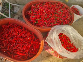 징금다리님의 오늘 어떤 농작업하셨나요? · 참여글 작성글 사진