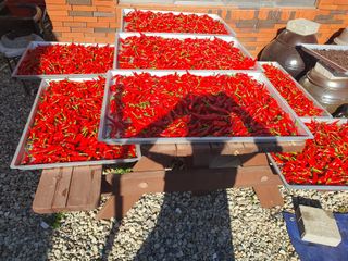 징금다리님의 오늘 어떤 농작업하셨나요? · 참여글 작성글 사진