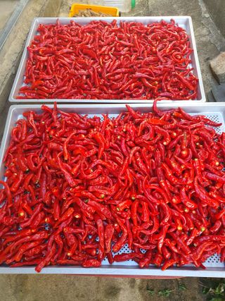 징금다리님의 오늘 어떤 농작업하셨나요? · 참여글 작성글 사진