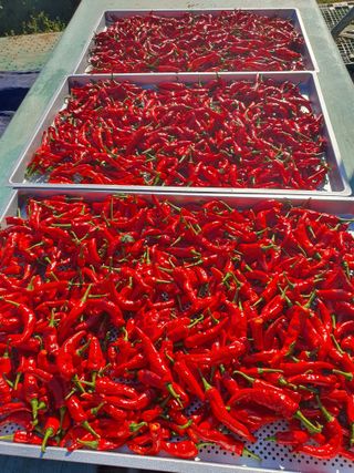 징금다리님의 오늘 어떤 농작업하셨나요? · 참여글 작성글 사진