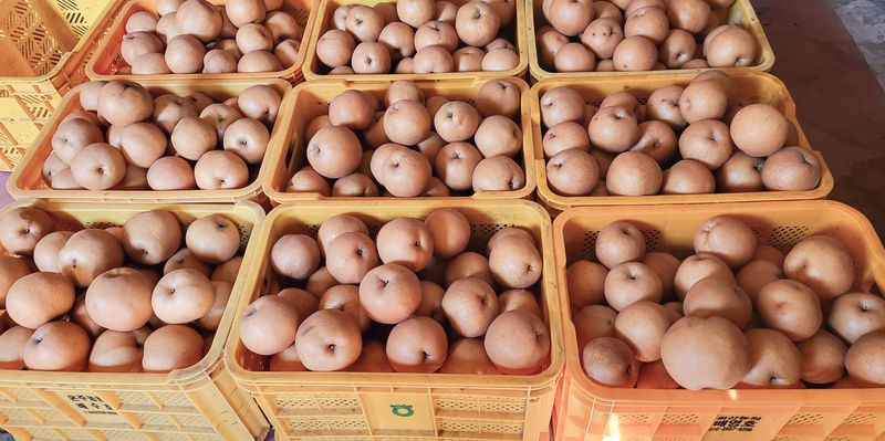 서생배맛나님의 장터 판매 상품 [도라지배즙 100ml x 100포] 첨부 사진