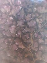 팜모닝 오늘 어떤 농작업하셨나요?·참여글 게시글 이미지