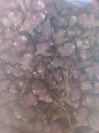 김용철님의 오늘 어떤 농작업하셨나요? · 참여글 작성글 사진