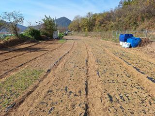 양성근님의 마늘 · 파종작업 작성글 사진