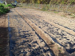 양성근님의 마늘 · 파종작업 작성글 사진