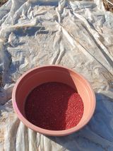 팜모닝 토마토·영농일지 게시글 이미지