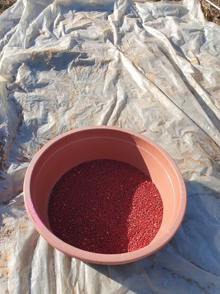 두릅나무10495님의 토마토 · 영농일지 작성글 사진