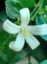 팜모닝 벼·영농일지 게시글 이미지