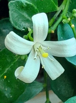 이미옥님의 벼 · 영농일지 작성글 사진