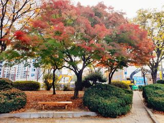 이미옥님의 벼 · 영농일지 작성글 사진