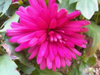 이미옥님의 벼 · 영농일지 작성글 사진