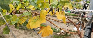 전진원님의 오늘 어떤 농작업하셨나요? · 참여글 작성글 사진