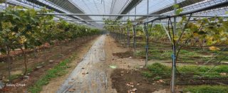 전진원님의 오늘 어떤 농작업하셨나요? · 참여글 작성글 사진