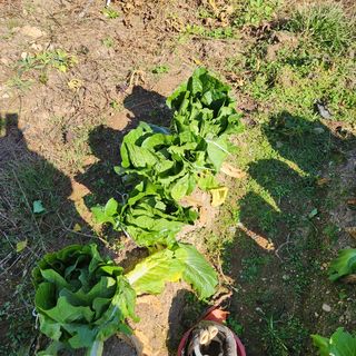 박은정님의 배추 · 영농일지 작성글 사진