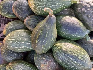 박린님의 호박 · 자유게시판 작성글 사진