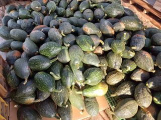 박린님의 호박 · 자유게시판 작성글 사진