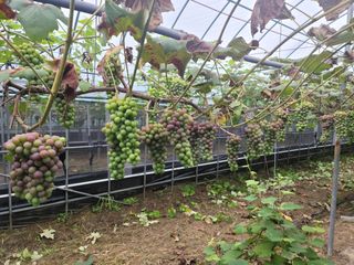 도랑생각님의 팜모닝 · 출석 작성글 사진