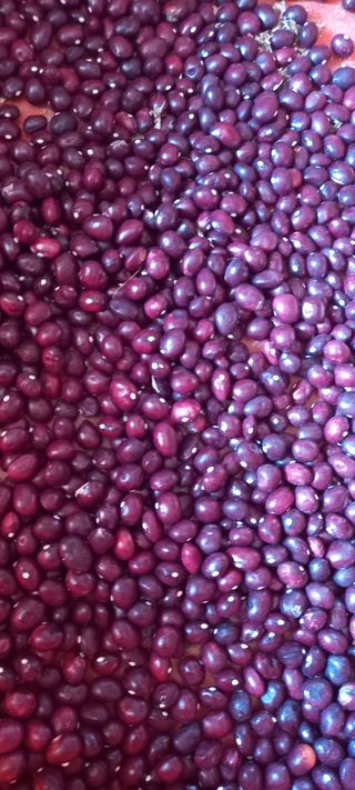 장만월님의 오늘 어떤 농작업하셨나요? · 참여글 작성글 사진