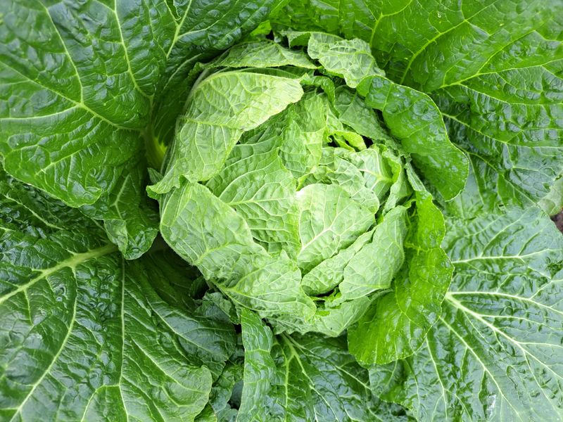 장터 상품 [김장배추] 썸네일