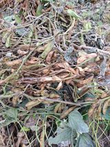 팜모닝 오늘 어떤 농작업하셨나요?·참여글 게시글 이미지