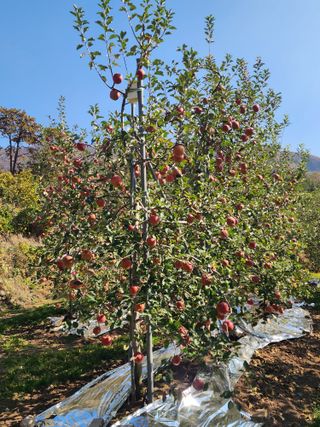 현등농원♡님의 사과 · 수확 작성글 사진