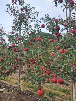 현등농원♡님의 사과 · 수확 작성글 사진