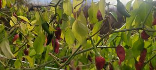 이동훈님의 고추 · 병해충상담 작성글 사진