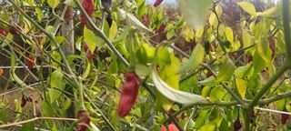 이동훈님의 고추 · 병해충상담 작성글 사진