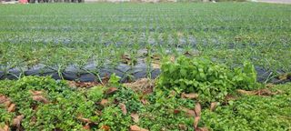 김정은님의 오늘 어떤 농작업하셨나요? · 참여글 작성글 사진