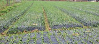 김정은님의 오늘 어떤 농작업하셨나요? · 참여글 작성글 사진