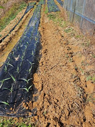 장문업 님의 양파 · 영농일지 작성글 사진