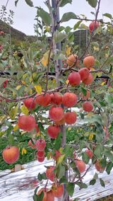 팜모닝 장터이야기·자유게시판 게시글 이미지