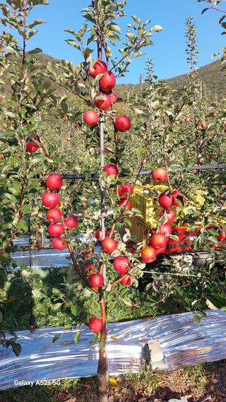 철희님의 장터이야기 · 자유게시판 작성글 사진