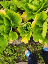 팜모닝 배추·병해충상담 게시글 이미지