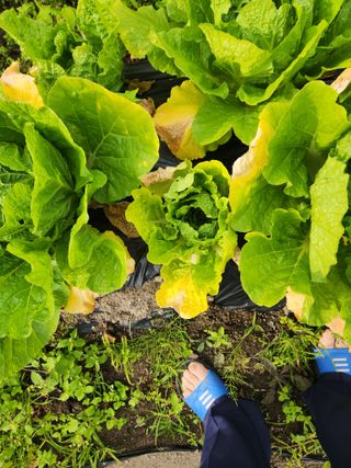 김상봉님의 배추 · 병해충상담 작성글 사진