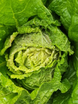 김상봉님의 배추 · 병해충상담 작성글 사진