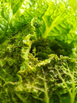 김상봉님의 배추 · 병해충상담 작성글 사진