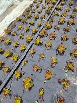 팜모닝 오늘 어떤 농작업하셨나요?·참여글 게시글 이미지