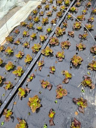 노력하는농민님의 오늘 어떤 농작업하셨나요? · 참여글 작성글 사진