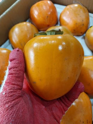 직송포유님의 작성글 사진