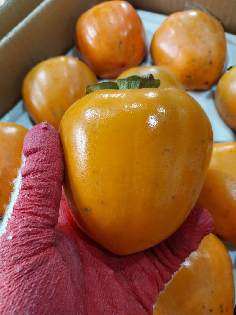 직송포유님의 장터 판매 상품 [대봉감 홍시 대봉시 10kg] 첨부 사진