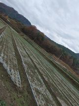 팜모닝 오늘 어떤 농작업하셨나요?·참여글 게시글 이미지