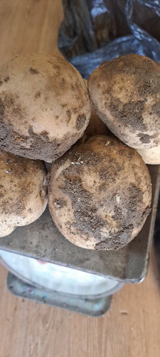 펠렛전문이부장님의 마늘 · 파종작업 작성글 사진