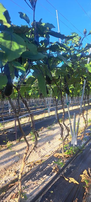 펠렛전문이부장님의 마늘 · 파종작업 작성글 사진