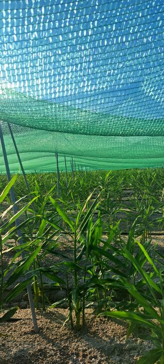 펠렛전문이부장님의 마늘 · 파종작업 작성글 사진